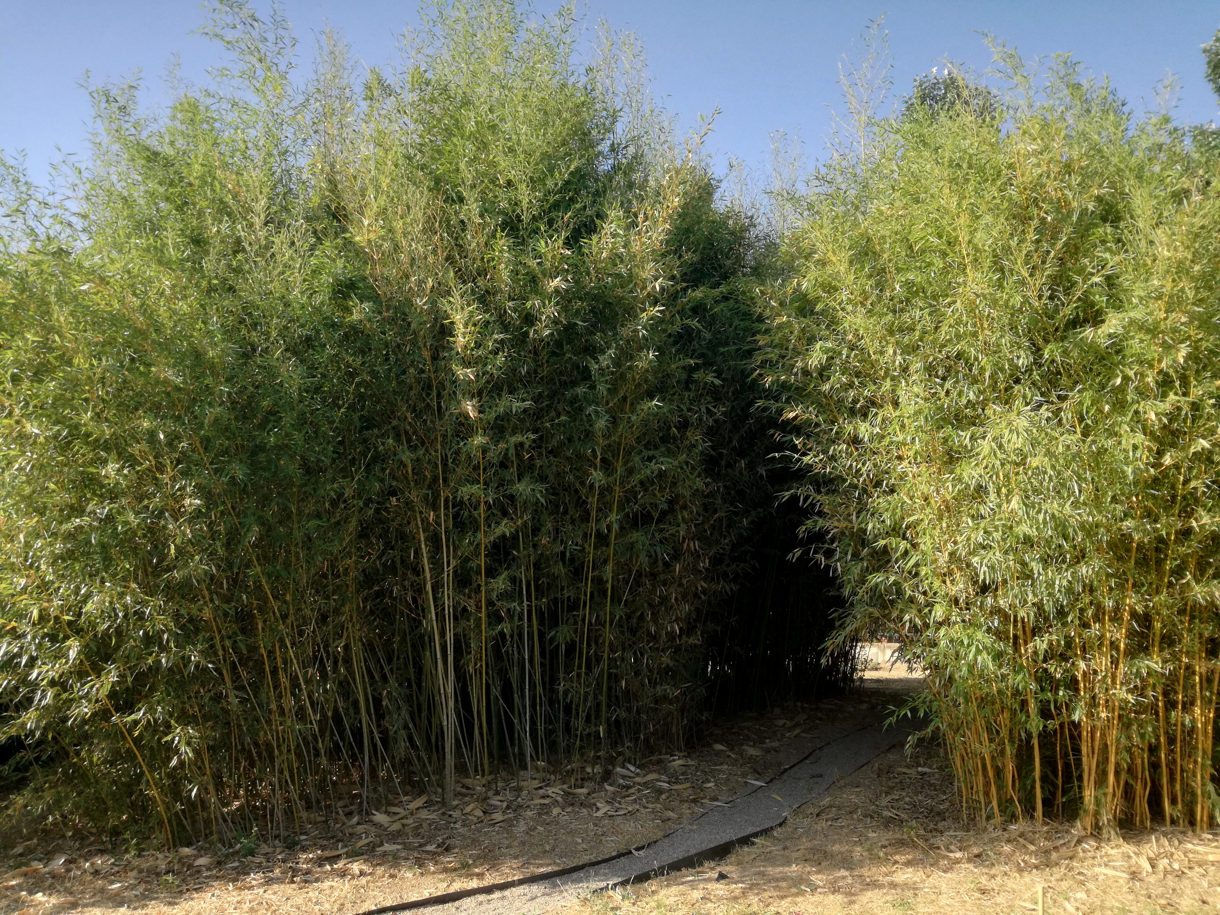 Identificat a l’Arborètum un parasitoide de pugó del bambú nova al continent europeu