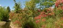 Visita guiada “Colors de tardor” i taller de bonsais al Jardí Botànic de Lleida